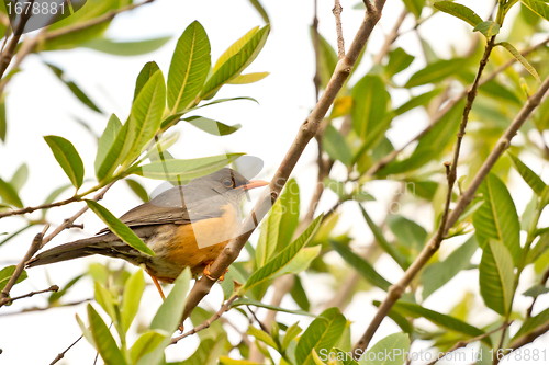 Image of Smal orange beak bird