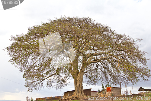 Image of The big tree in the village