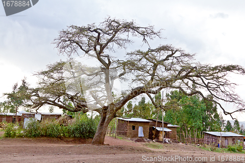 Image of The big tree in the village