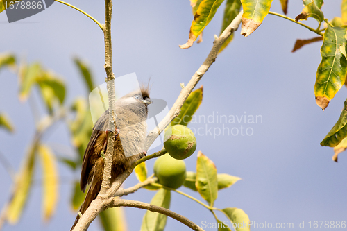 Image of Speckled Mousebird