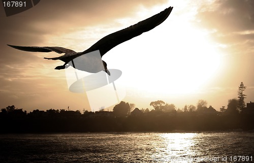 Image of Sea gull at sunset