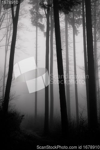 Image of misty forest