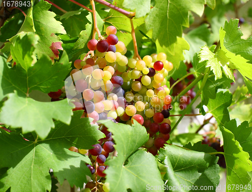 Image of Unripe grapes in the garden