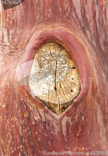 Image of Texture pattern of peeling bark on tree