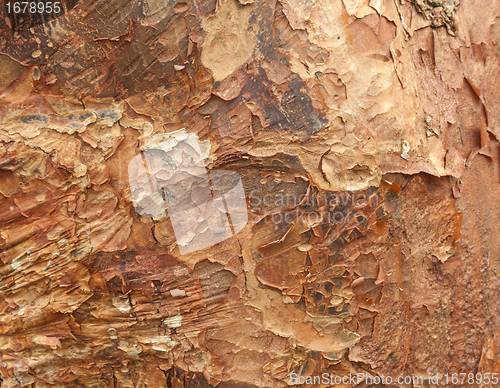 Image of Texture pattern of peeling bark on tree