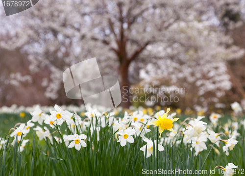 Image of Daffodils surround trees in rural setting