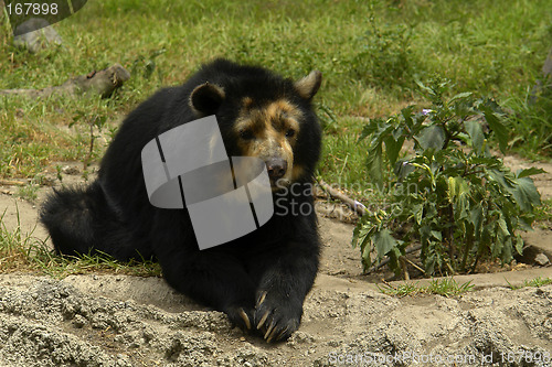 Image of the ecuadorian black bear