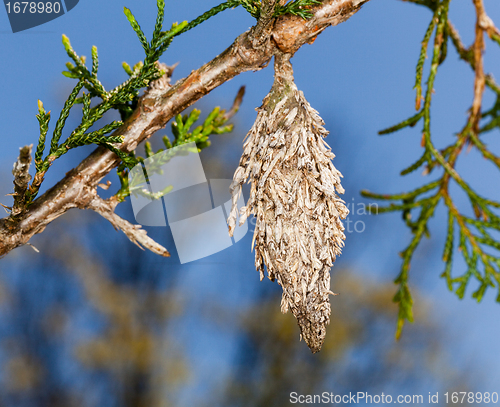 Image of Bagworm on pine fir tree branch