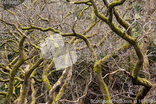 Image of Gnarled branches of many trees