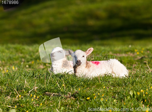 Image of Pair of welsh lambs in meadow