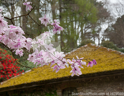 Image of Pink magnolia stellata blossom by mossy roof
