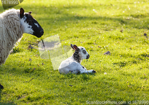 Image of Black and white lamb in meadow