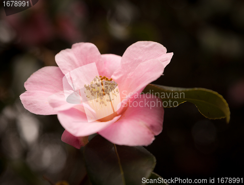 Image of Camellia flower in bloom