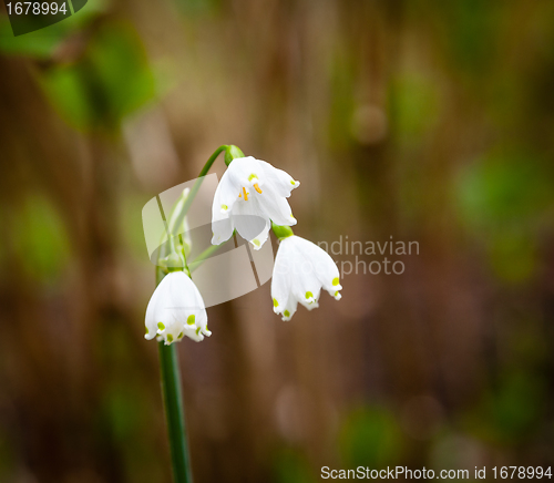 Image of Three spring snowflake blooms