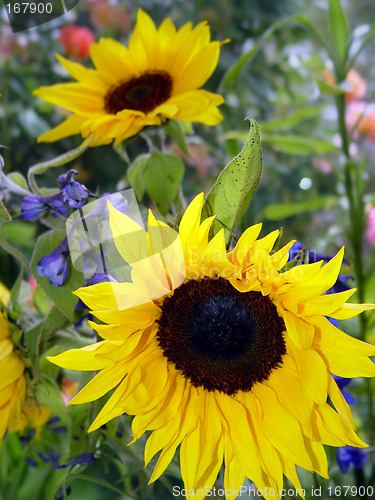 Image of Garden with sunflowers