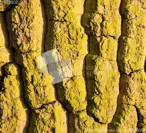 Image of Texture pattern of mossy tree trunk