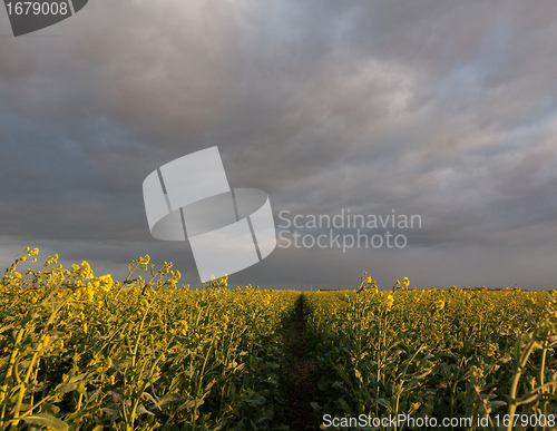 Image of Windblown oil seed rape plants in storm