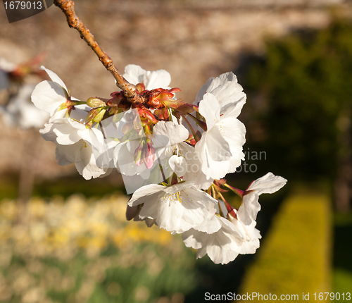 Image of Cherry blossom flowers with garden in background