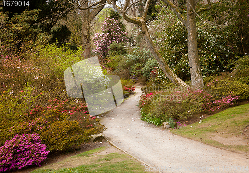 Image of Garden path between shrubbery of azaleas