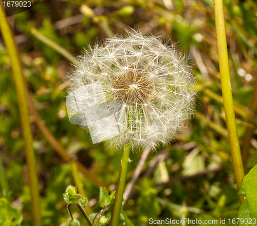 Image of Head of dandelion in macro