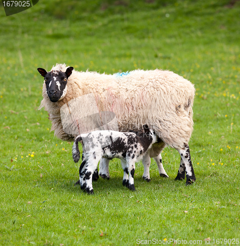 Image of Pair of black welsh lambs in meadow