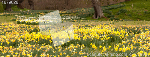 Image of Daffodils surround trees in rural setting