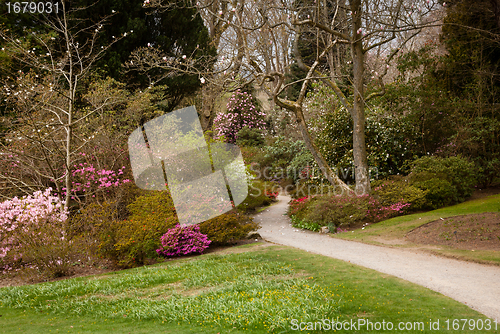 Image of Garden path between shrubbery of azaleas