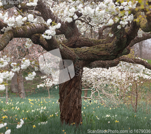 Image of Cherry blossom flowers with garden in background