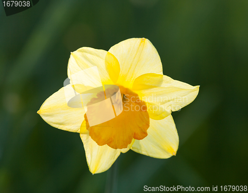 Image of Backlit daffodil with out of focus background