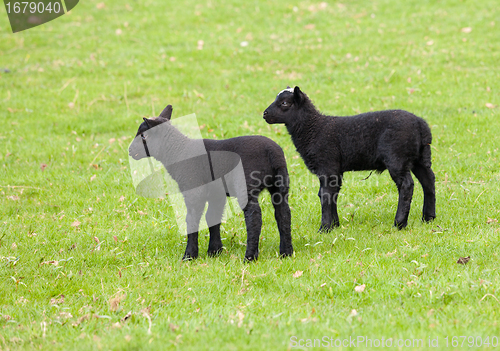 Image of Pair of black welsh lambs in meadow
