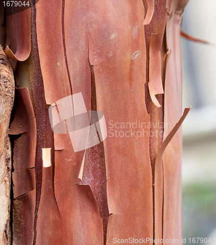 Image of Texture pattern of peeling bark on tree