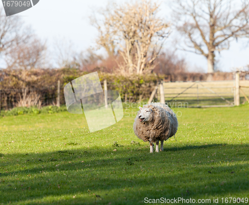 Image of Large round sheep in meadow in Wales