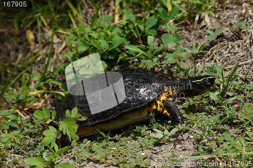 Image of the ecuadorian turtle