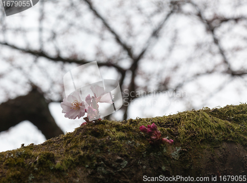 Image of Cherry blossom flowers with garden in background