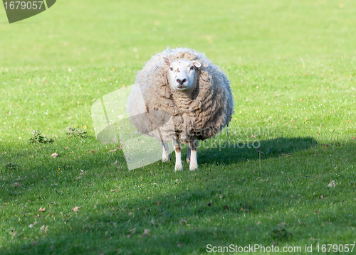 Image of Large round sheep in meadow in Wales