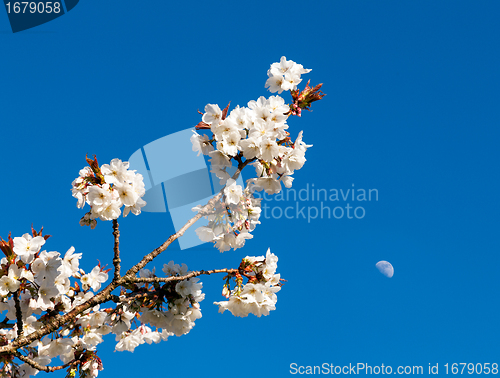 Image of Cherry blossom flowers with moon in background