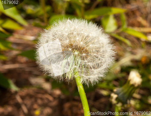 Image of Head of dandelion in macro