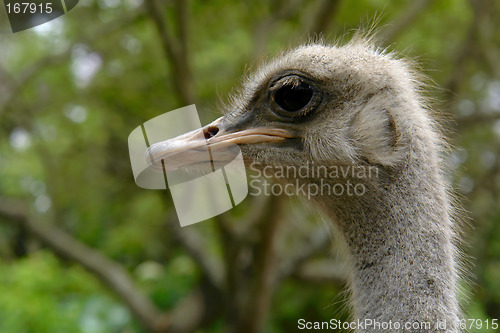 Image of the ostrich
