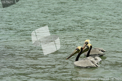 Image of the three pelicans on pacific ocean