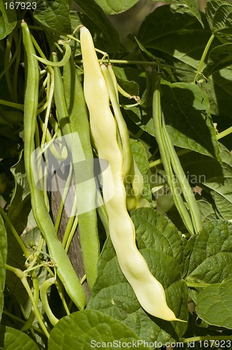 Image of beans