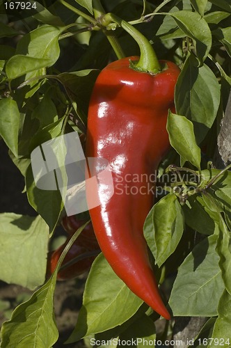 Image of pepper