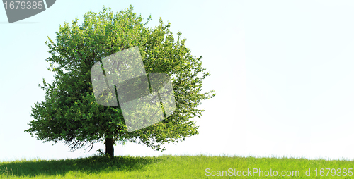 Image of Tree on green field