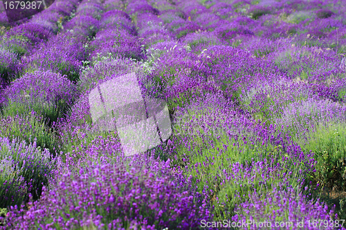 Image of Color lavender field