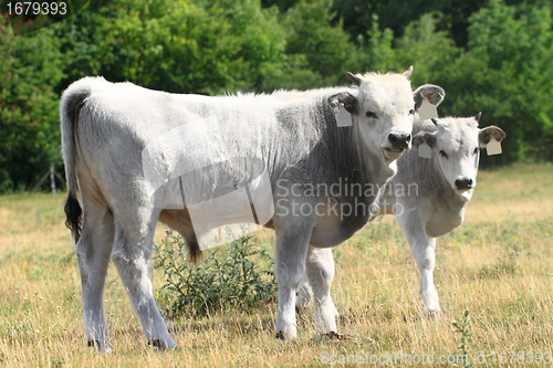 Image of Hungarian grey cattle