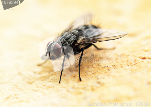 Image of House fly