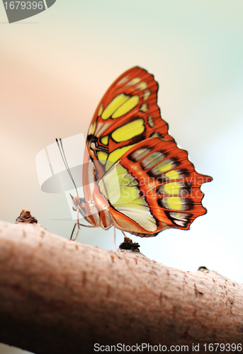 Image of Red lacewing butterfly (lat. Cethosia biblis)