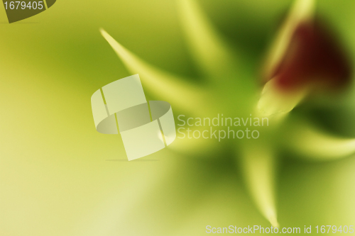 Image of Flower blurred 