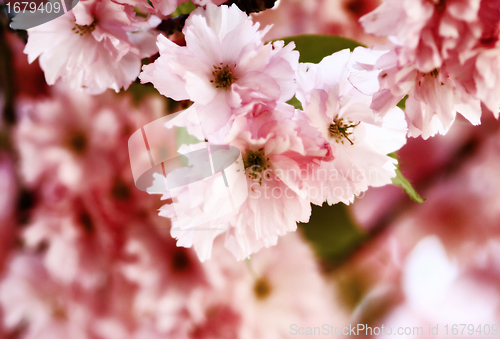 Image of Cherry blossom