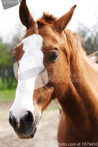 Image of Brown horse