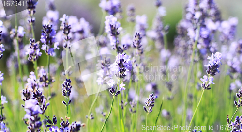 Image of color lavender field